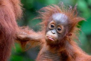 Beautiful baby orangutan