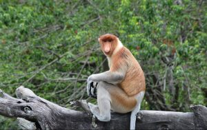 proboscis monkey sitting