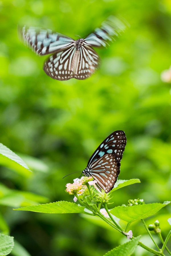 Kipandi Butterfly Farm